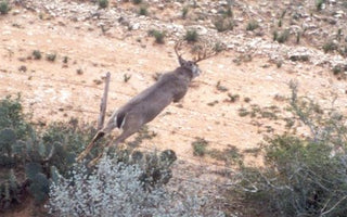 Conducting Aerial Surveys for White-tailed Deer